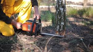 Best Root Management and Removal  in Lla Lla, WA